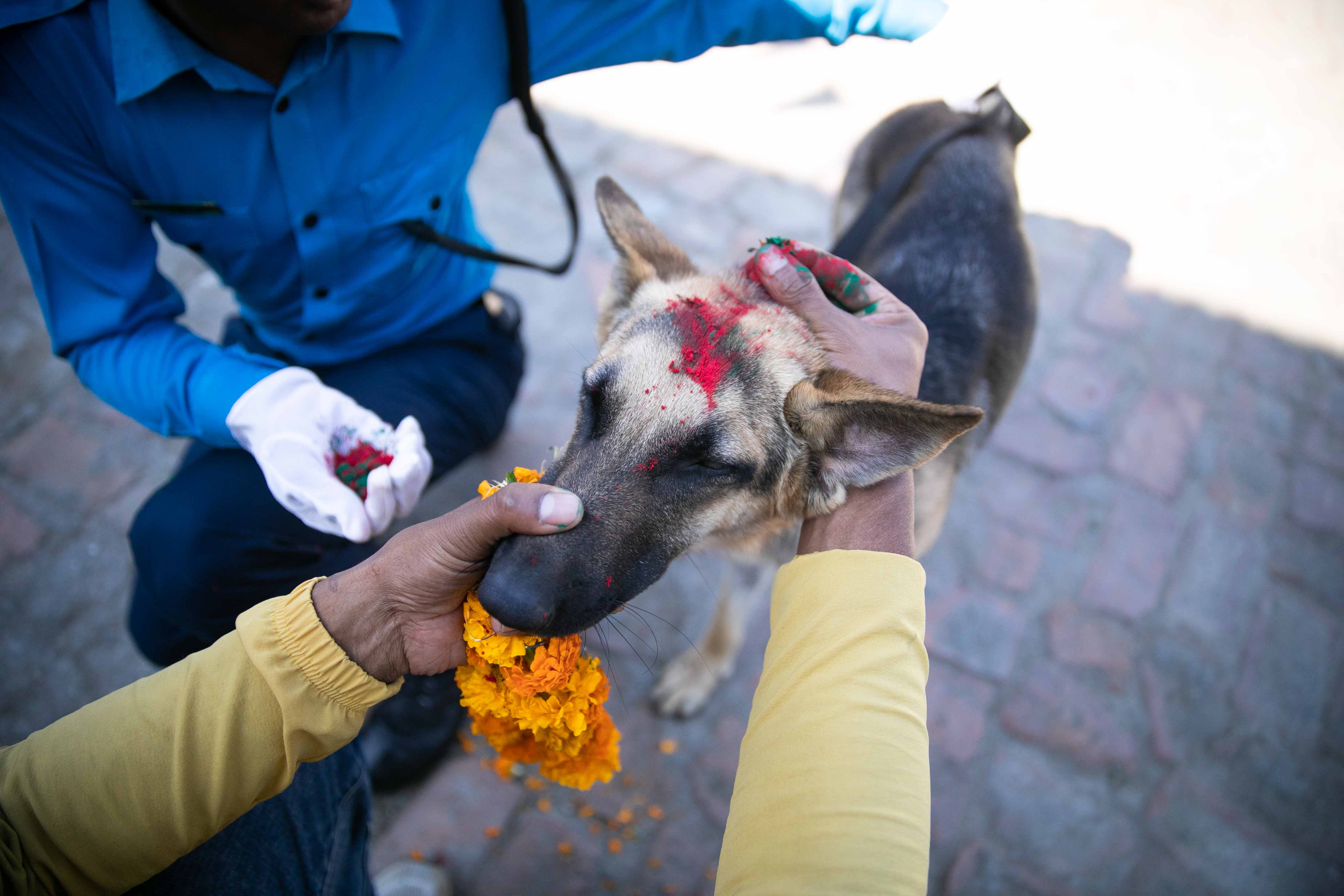 Nepal police dog festival-Nepal Photo Library  (15)1666603857.JPG